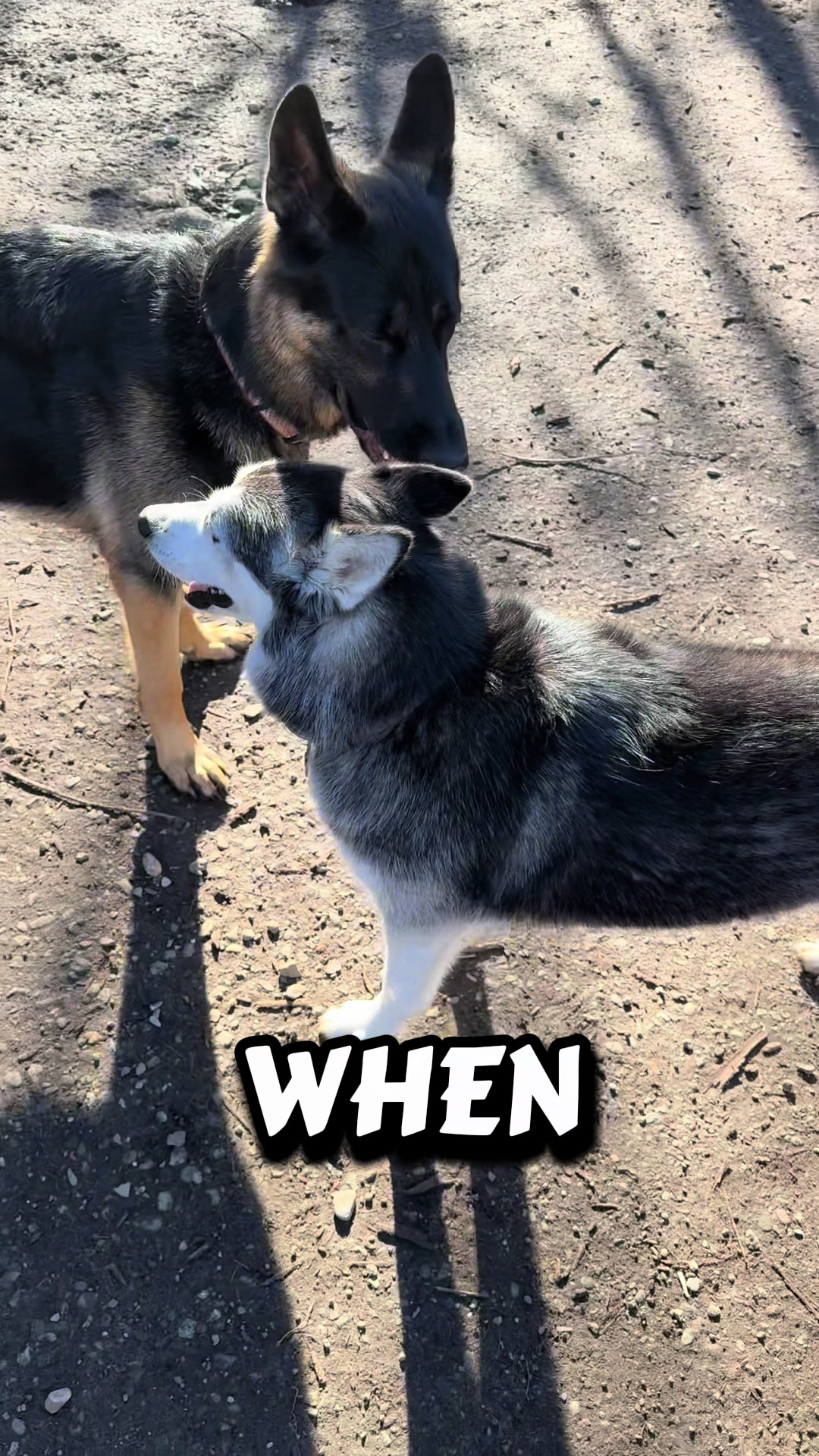 @Derpydogbus