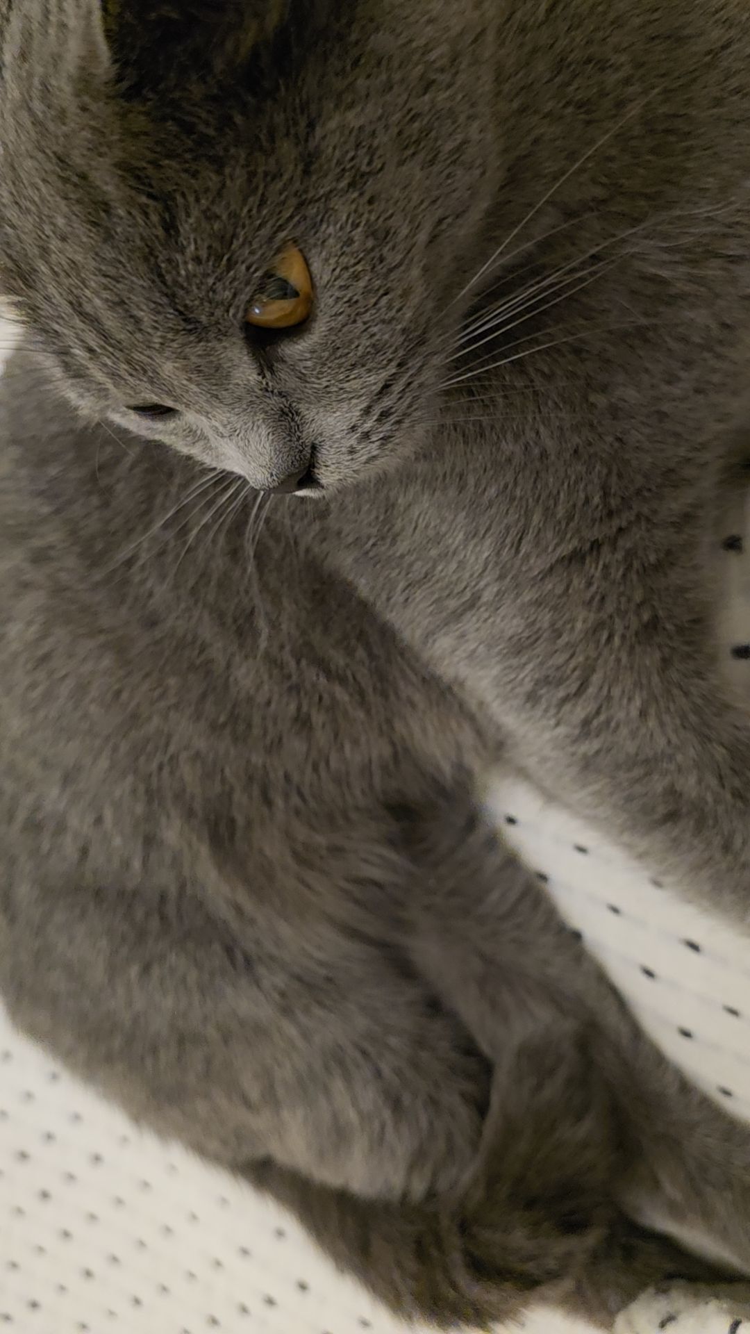 @Kitty