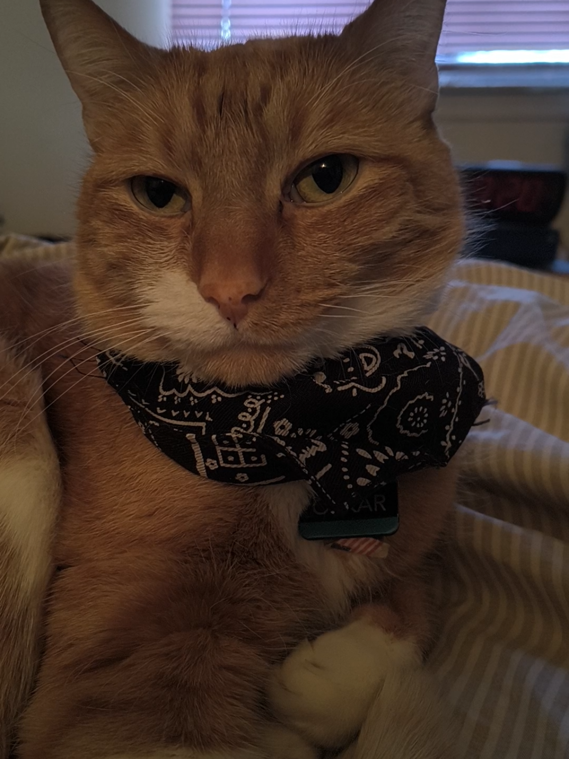 @Oskarcats