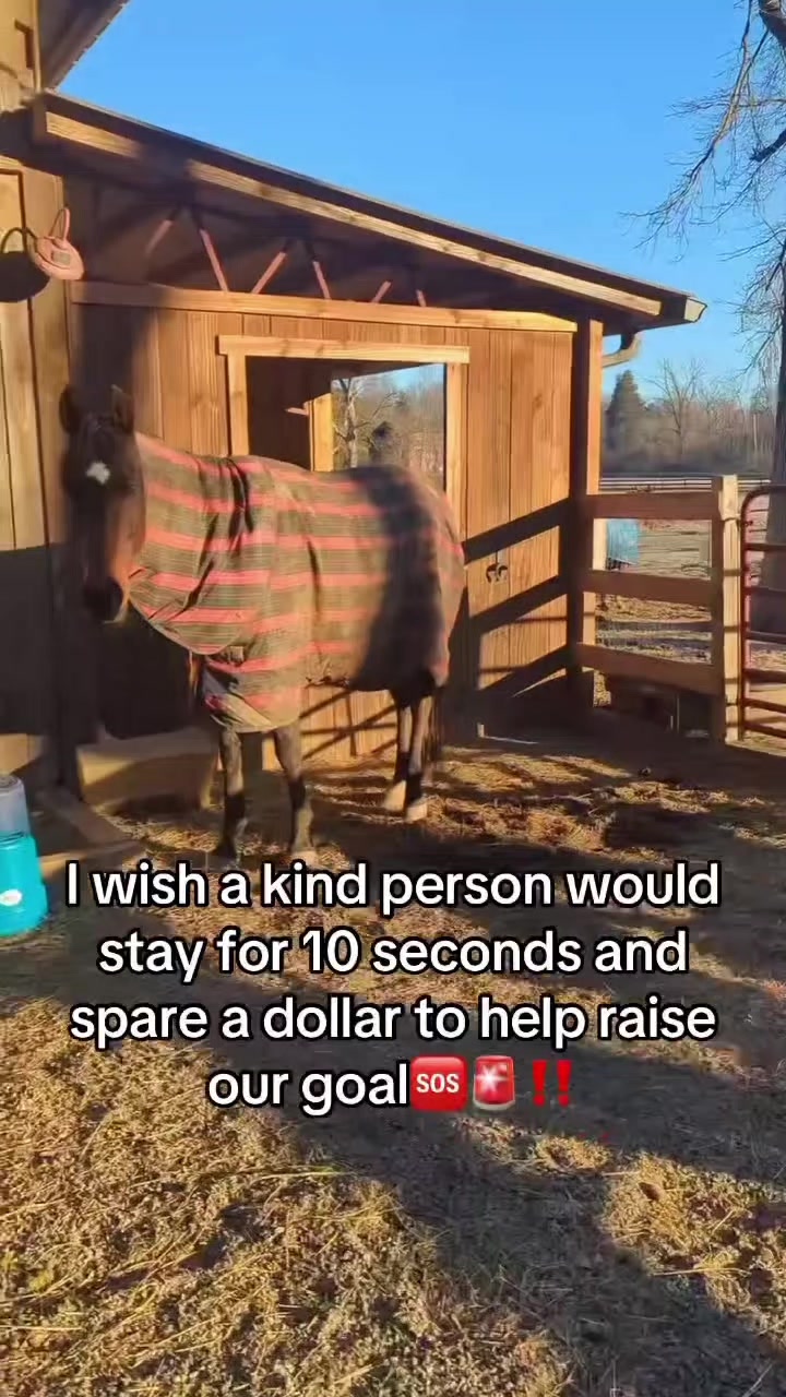 @REBORN ANIMAL RESCUER