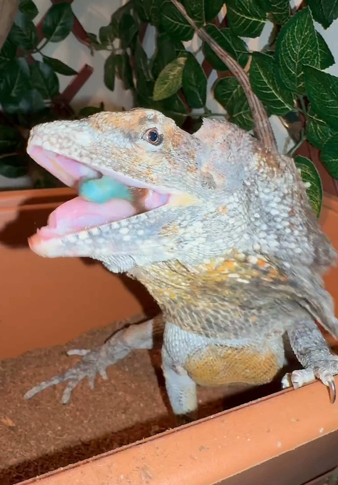 @Tommys_reptiles