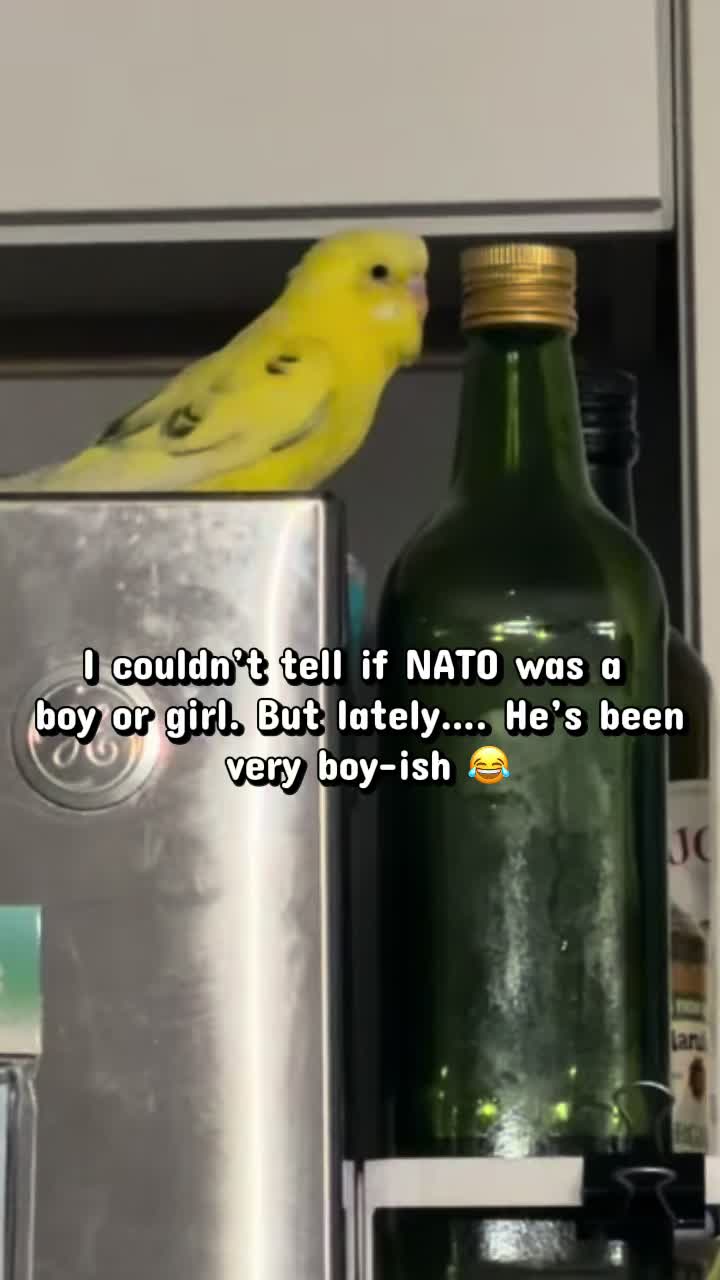 @PikaBoo & Friends 🦜