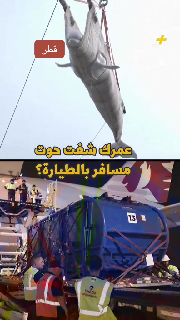@مرصد
