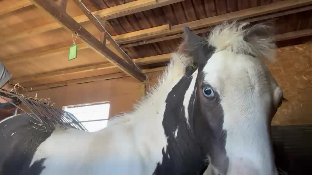 @Valgrays bc & animal rescue