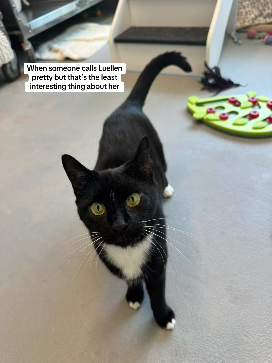 @Friends of Strays