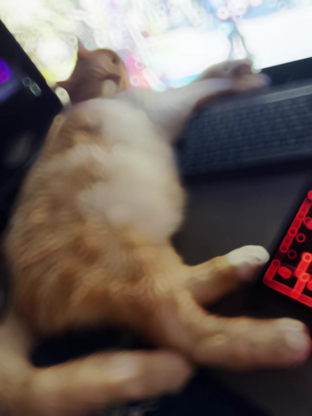 @mystic paws