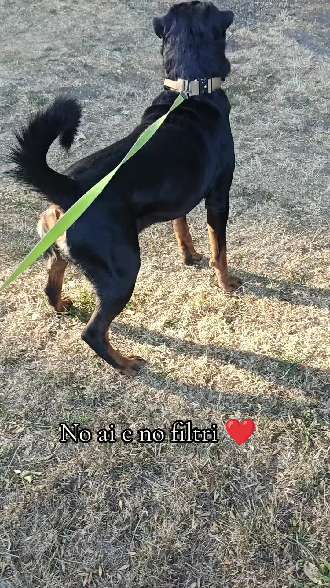 @Niky&isuoirottweiler