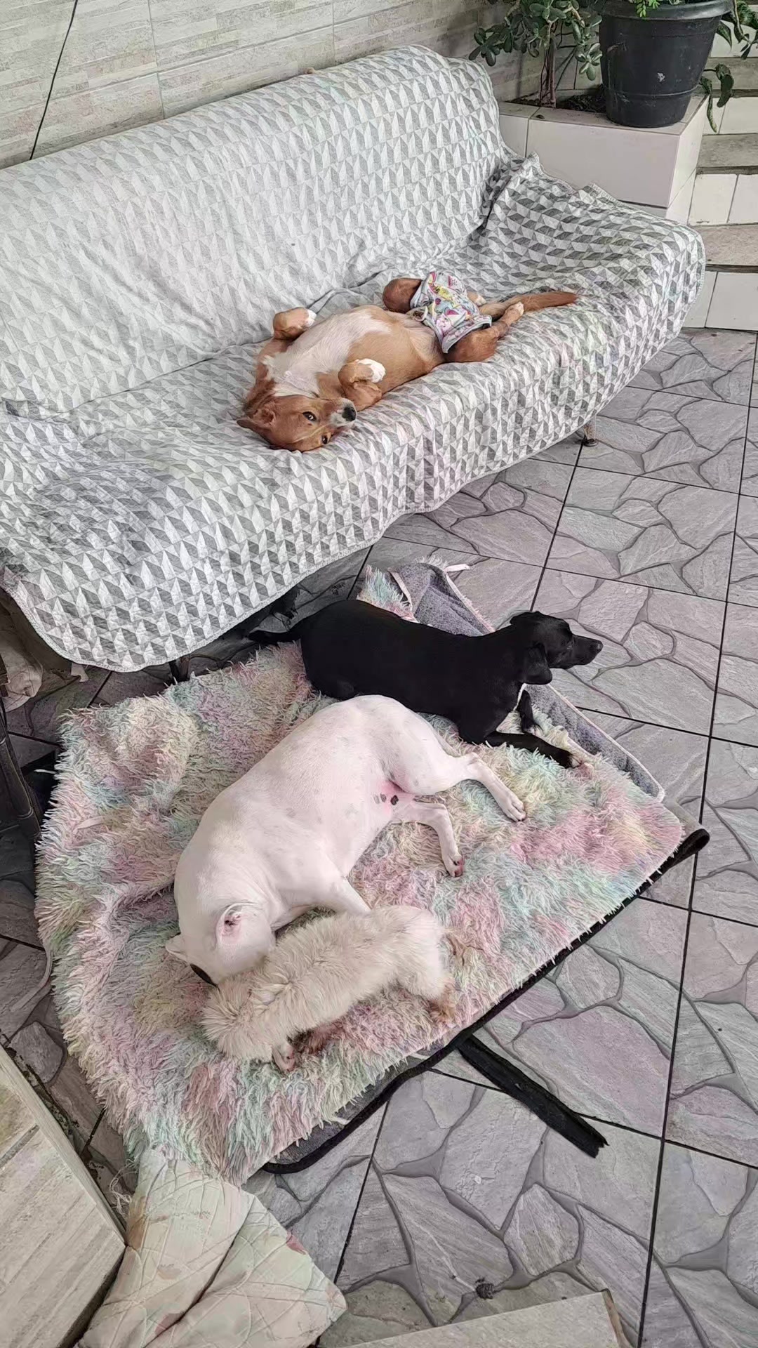 @Ismael e sua AuAuCreche 🐶💖