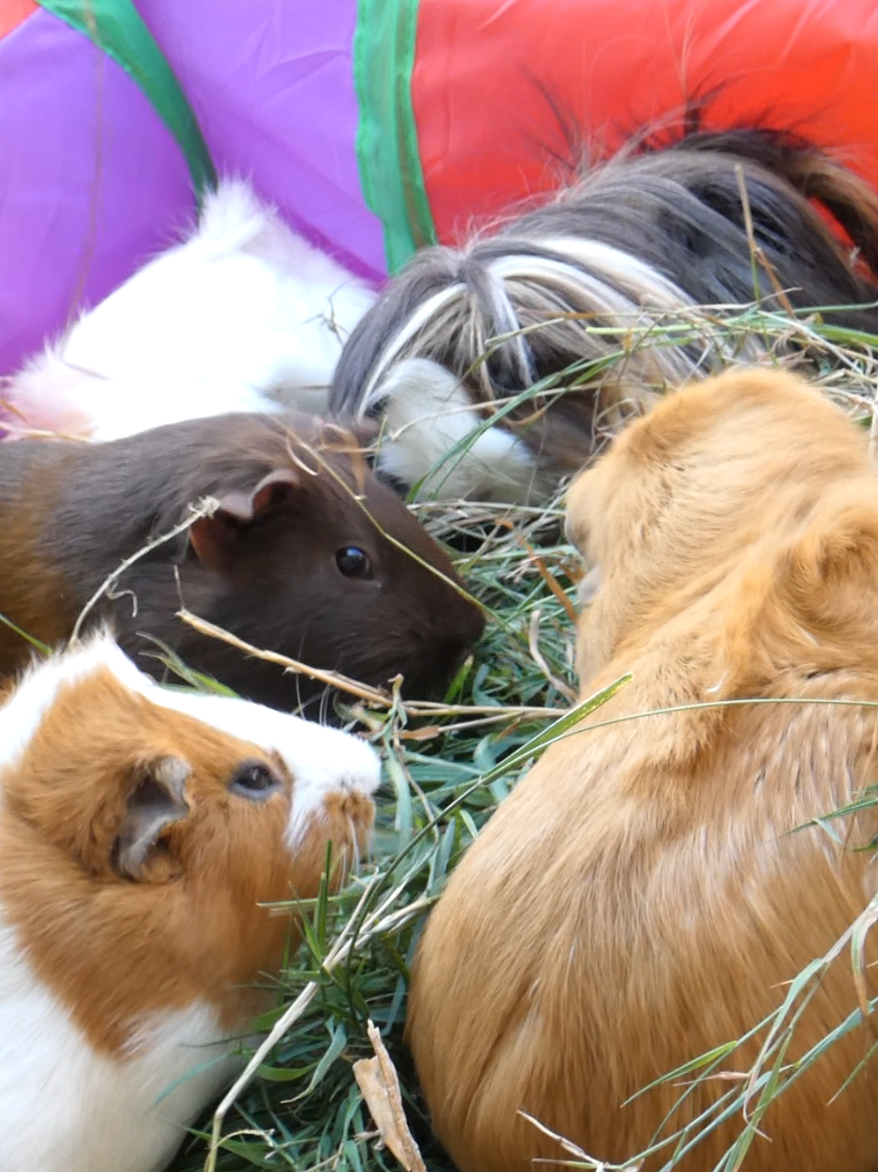 @Guinea Pig Dad