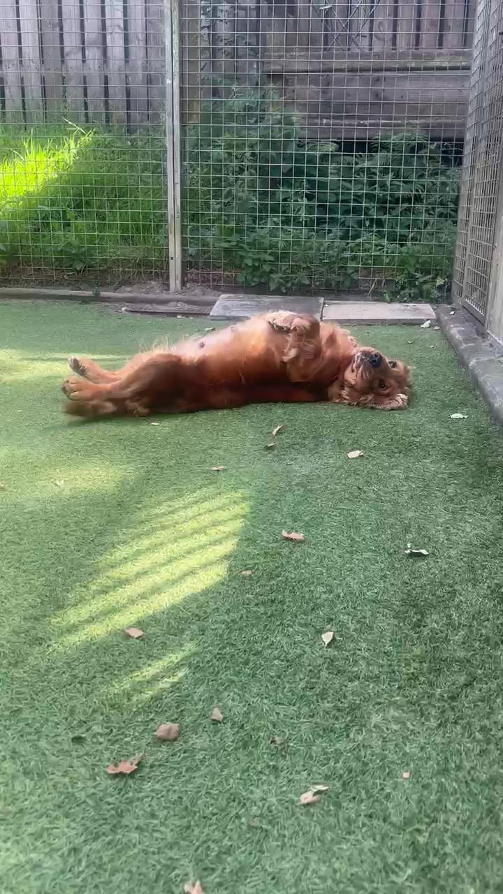 @Many Tears Animal Rescue🐾