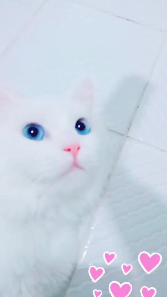 @القطط الجميلة