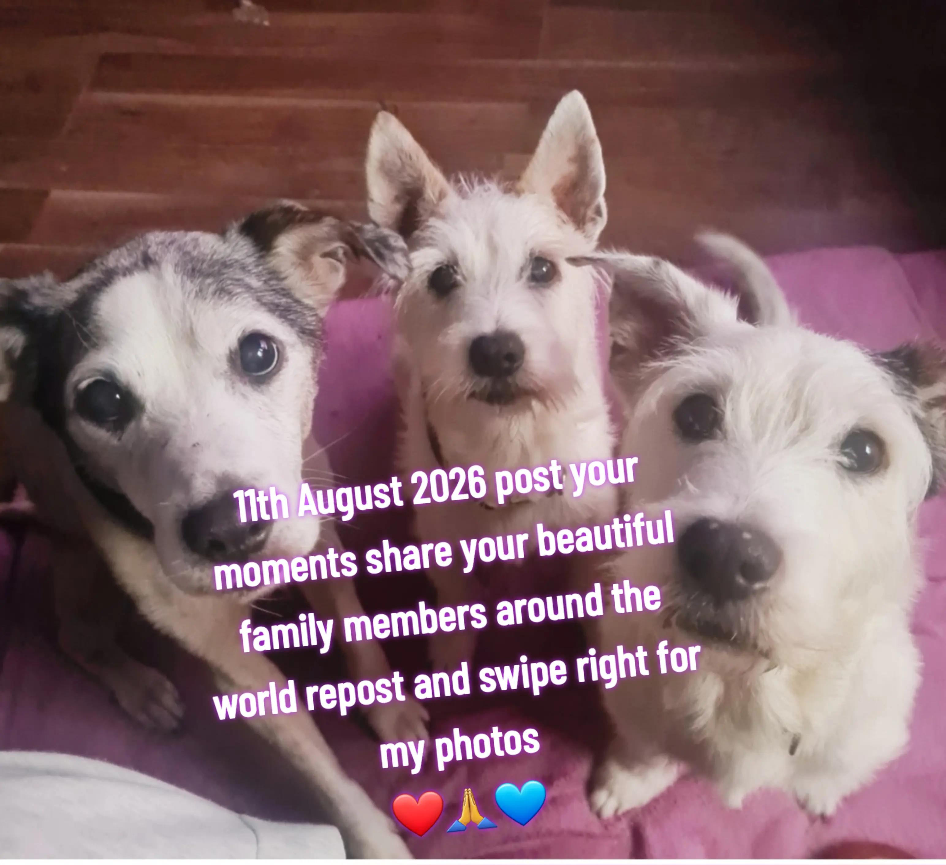 @claire🌈BellaBertErnie💙T&D