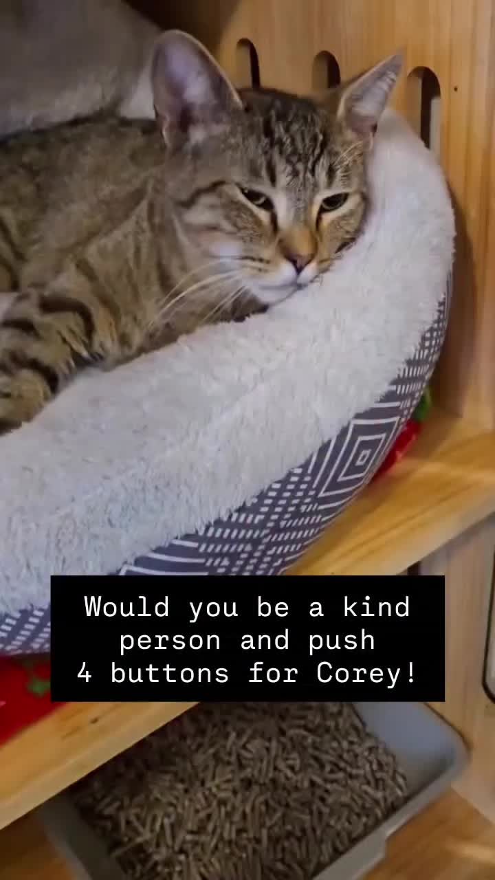 @love for all paws rescue