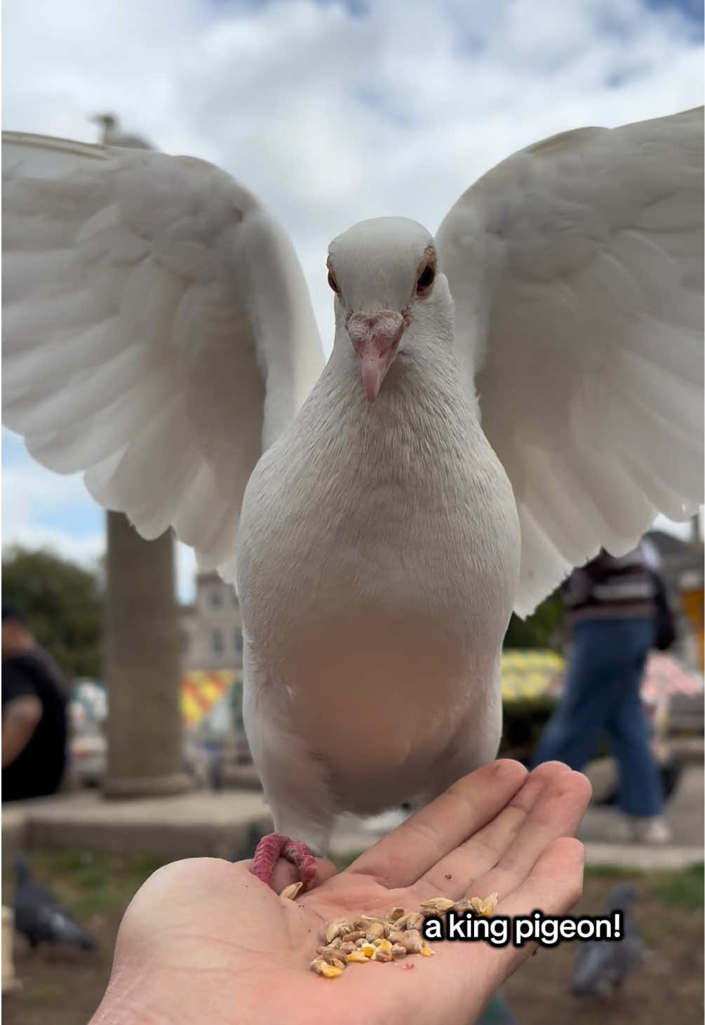 @summer ✶ little winged friends