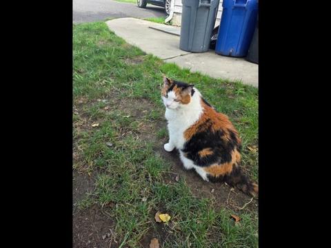 @mi gata la m&aacute;s hermosa