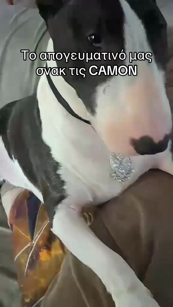 @zizel Bull terrier