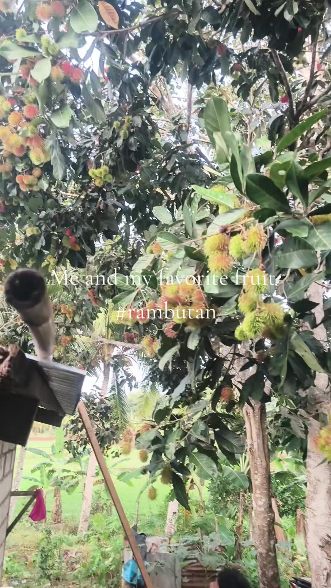 @C L I Z K Y