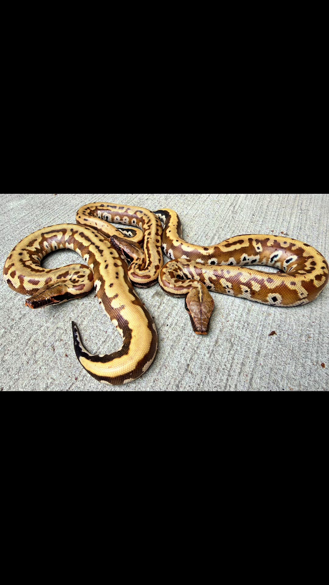 @Short-Tailed Pythons, LLC