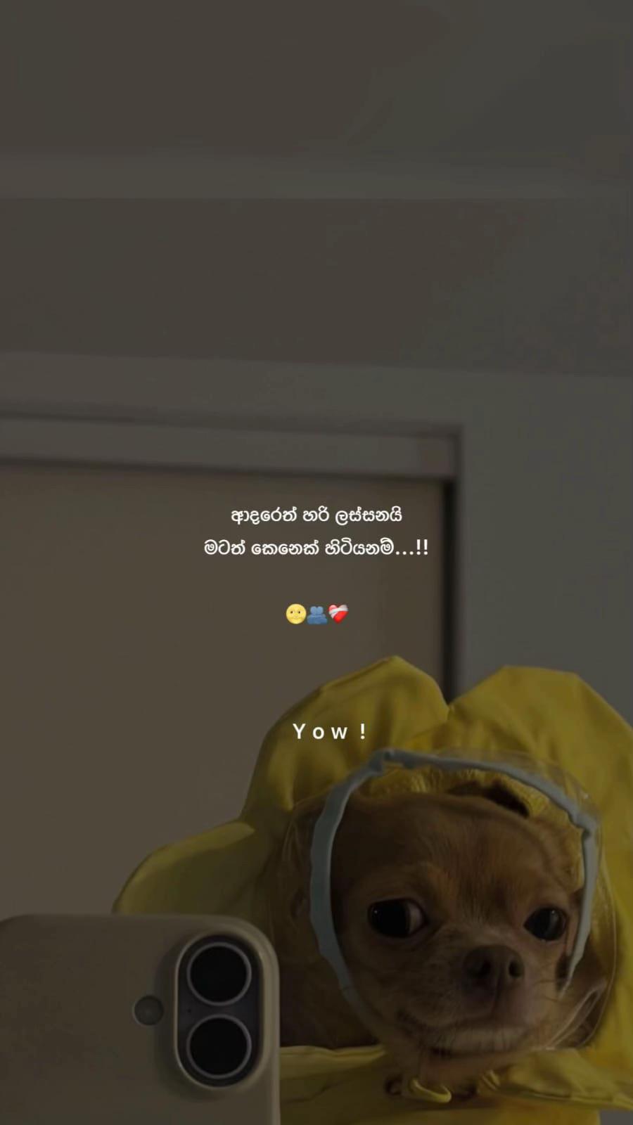 @විරිඳු   ＴＵＴＵ❤️