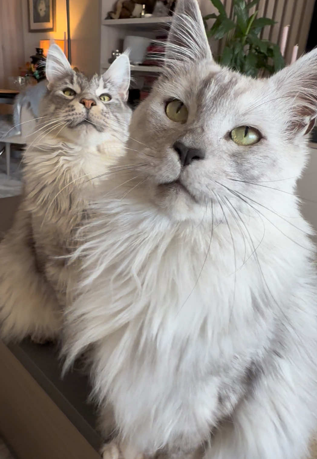 @Maine Coons | Ted & Kissa