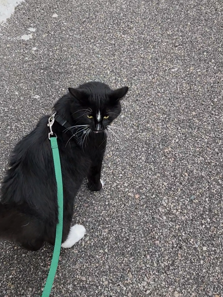 @foodandcats