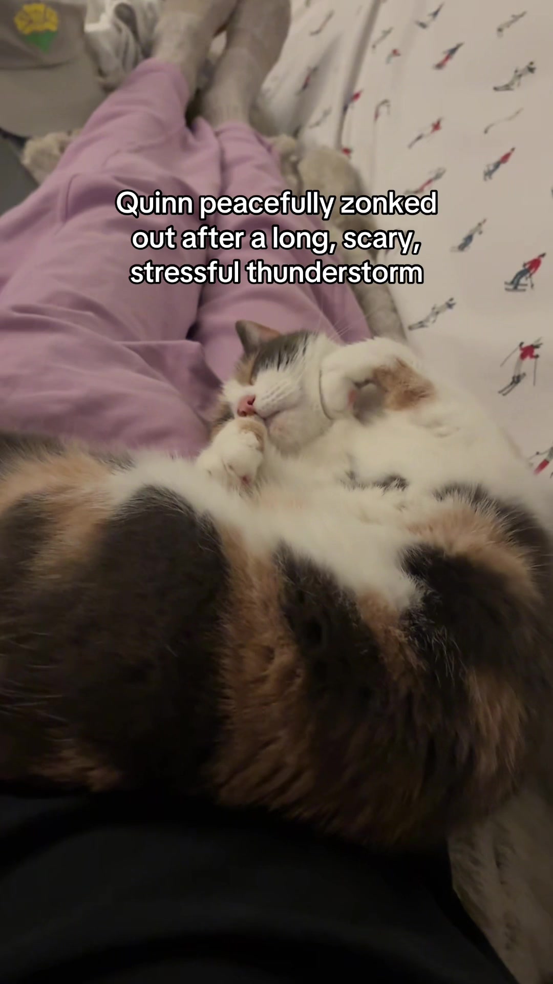 @Quinn The Calico
