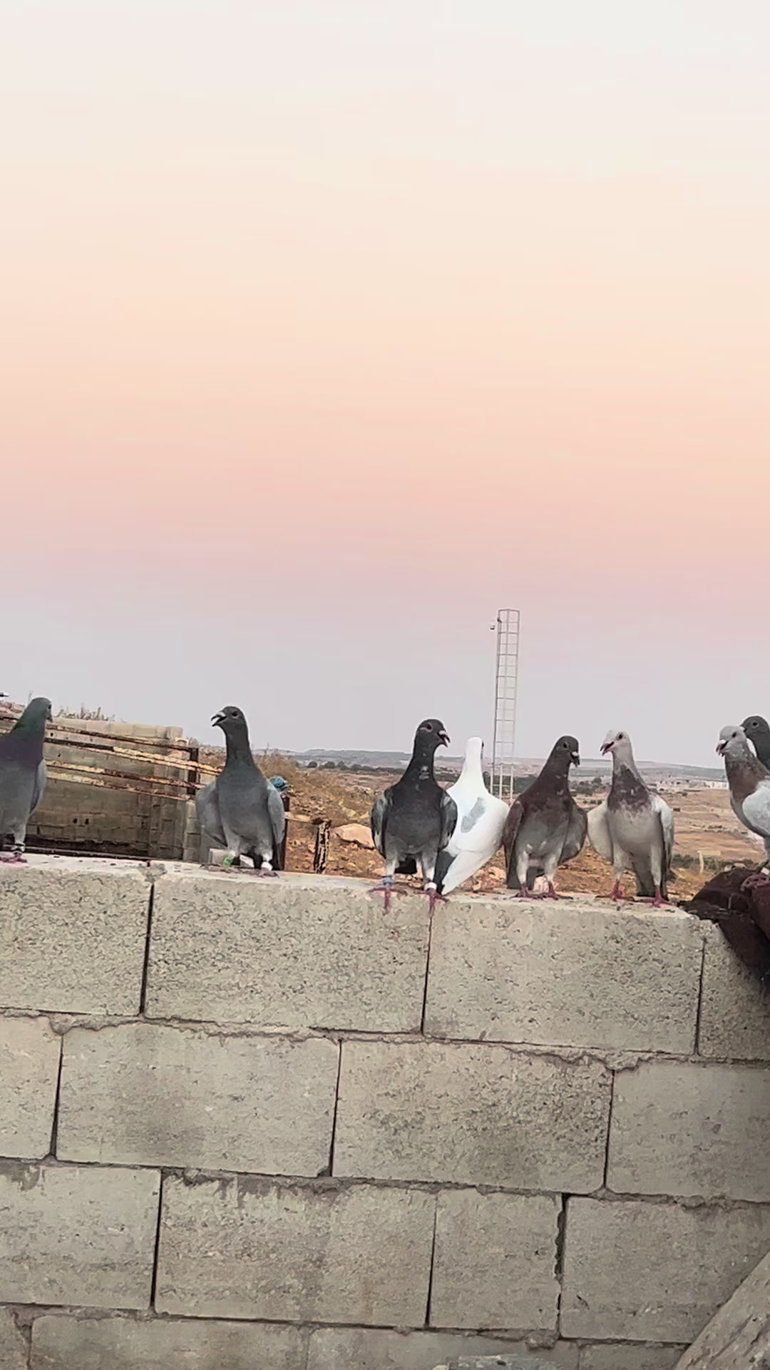 @⚜️Postacı kardeşler ⚜️