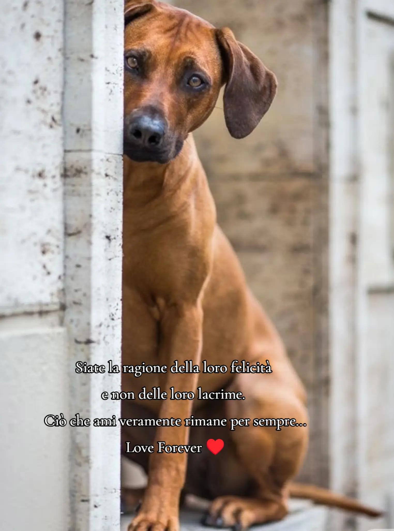 @Rossana&hearts;️Billy❤️ L&eacute;on❤️