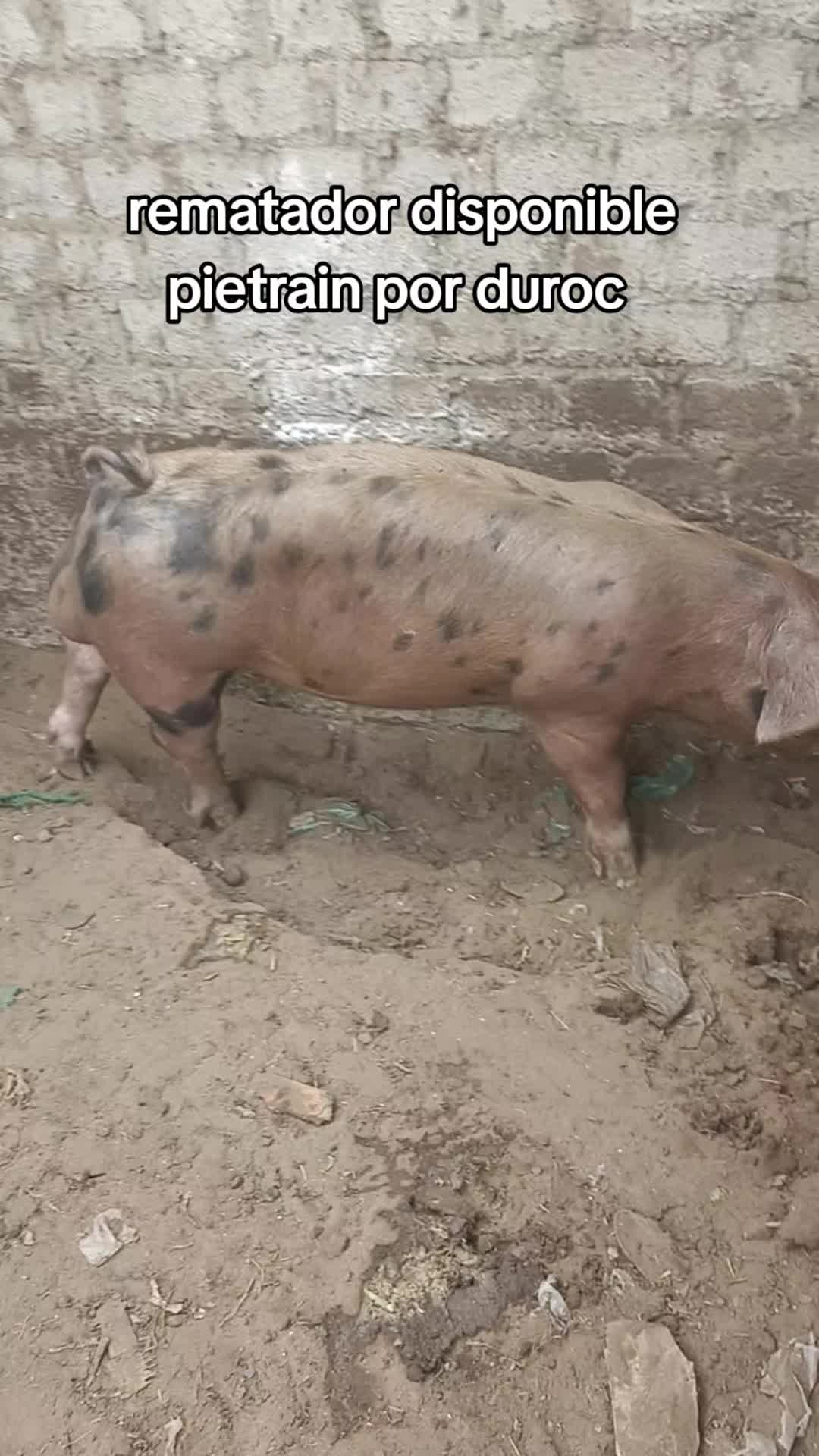 @BRAYAN .R. 🐷