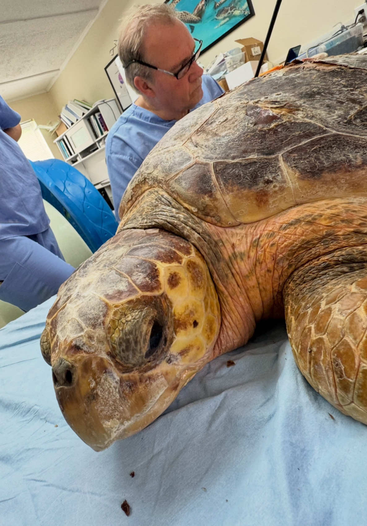 @The Turtle Hospital