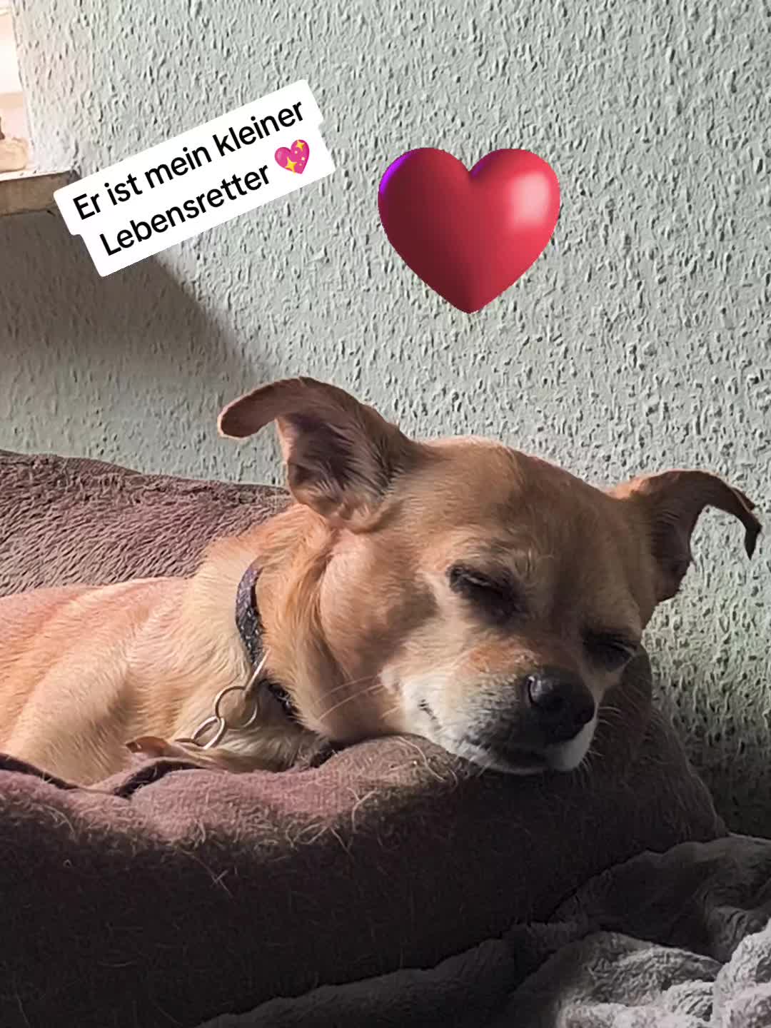 @❤️Kathi❤️Milow🐕❤️