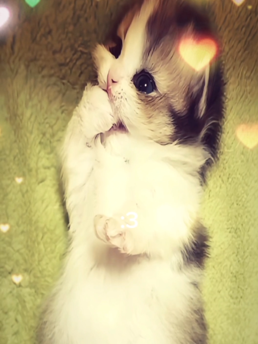 @ʕ˶ᵔ ﻌ ᵔ˶ʔ ♡ ⋆｡˚