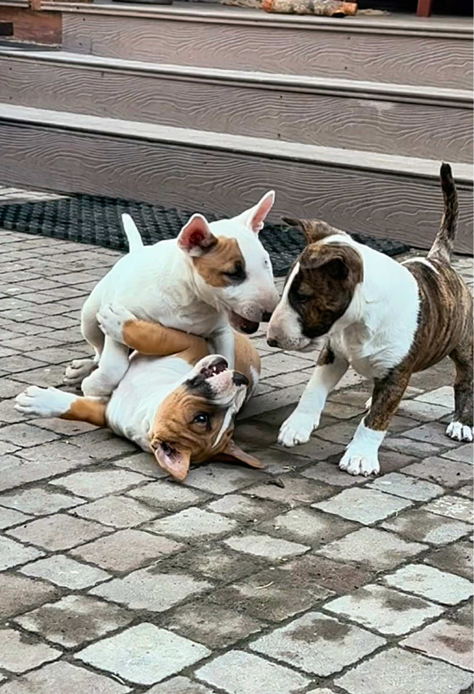 @Terra_Viva_minibullterrier