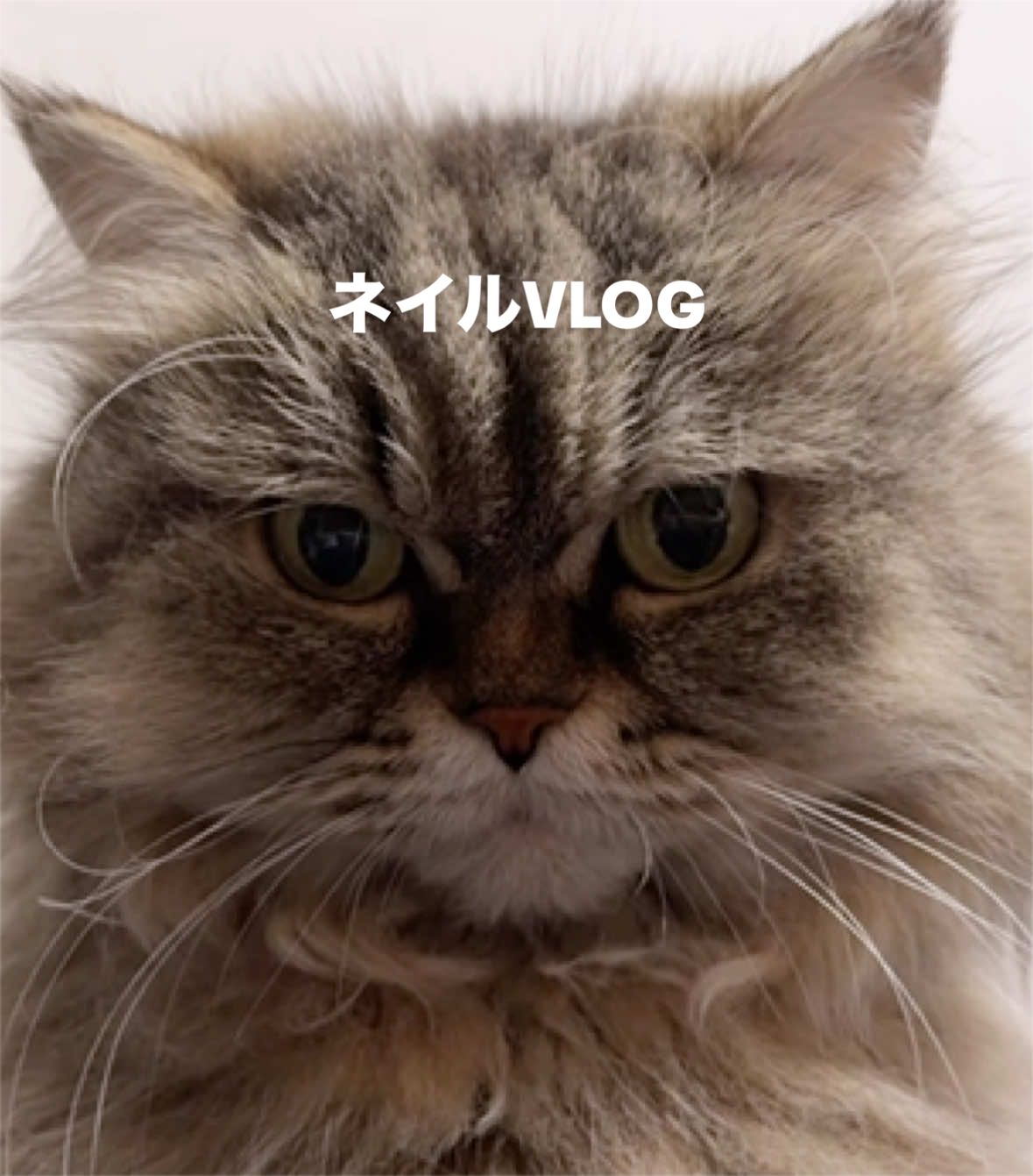 @E:LYU (ｴﾘｭ)🧬