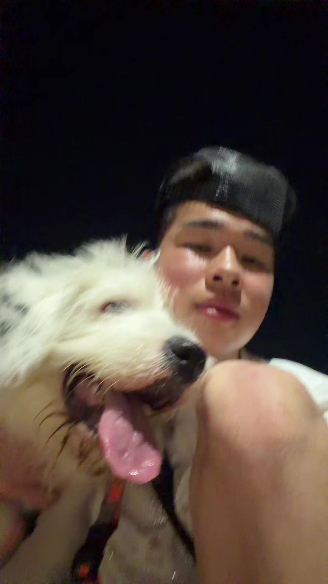 @shiba