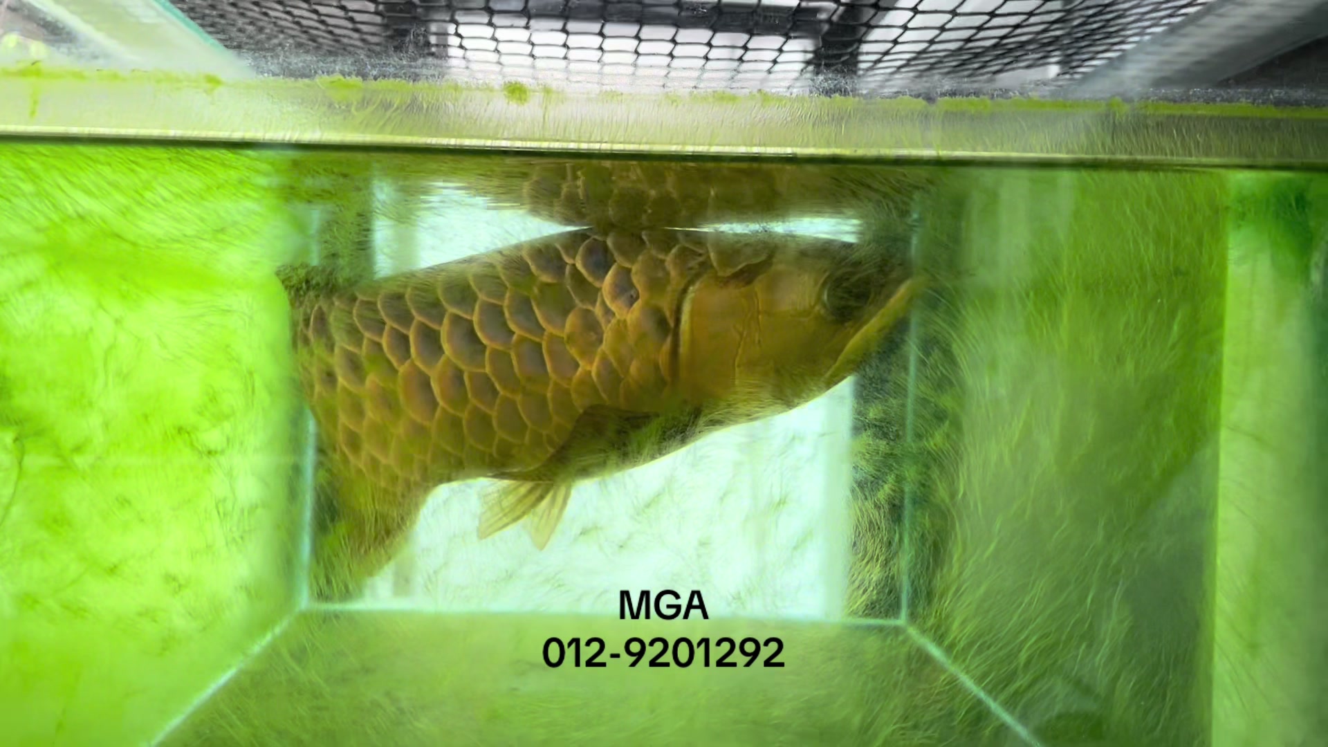 @MGA