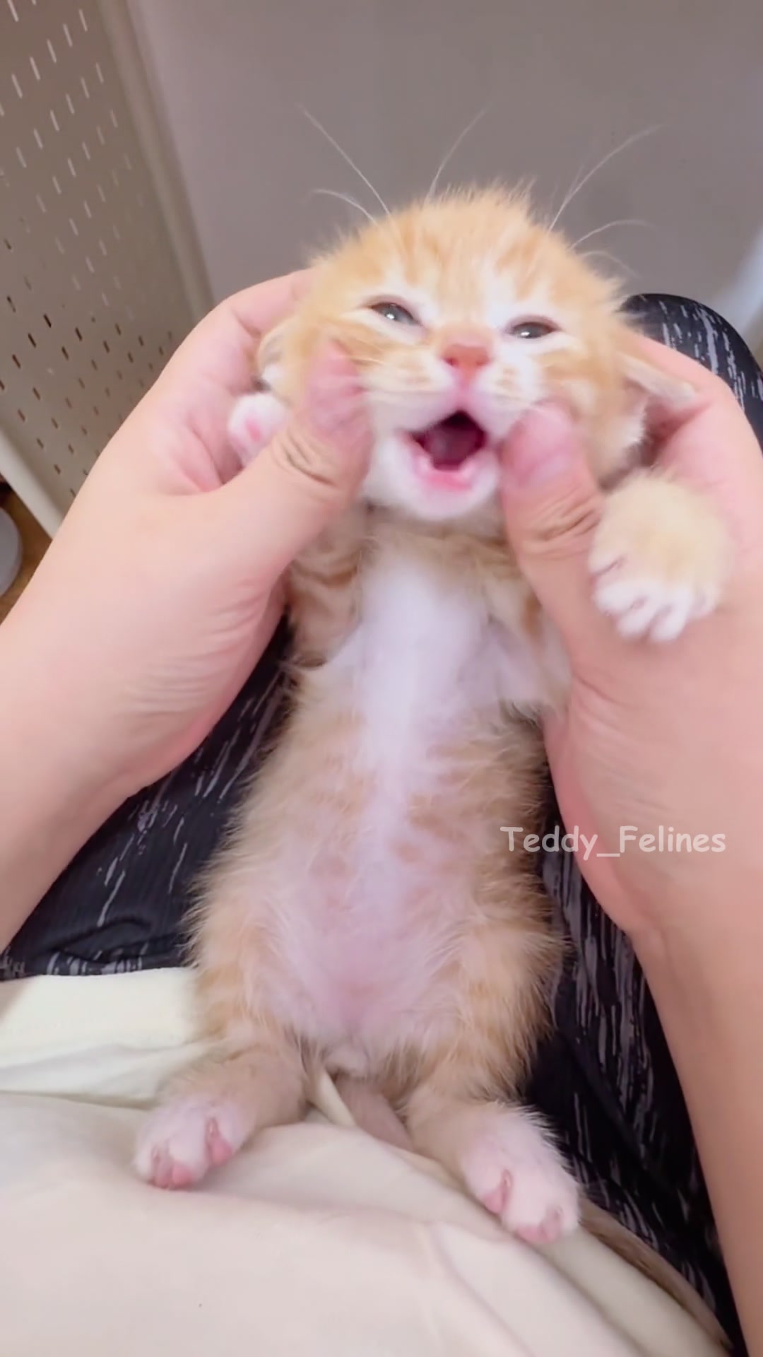 @Teddy_Felines 🧸🐾