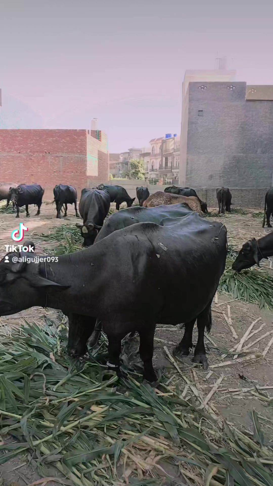 @ali Gujjar