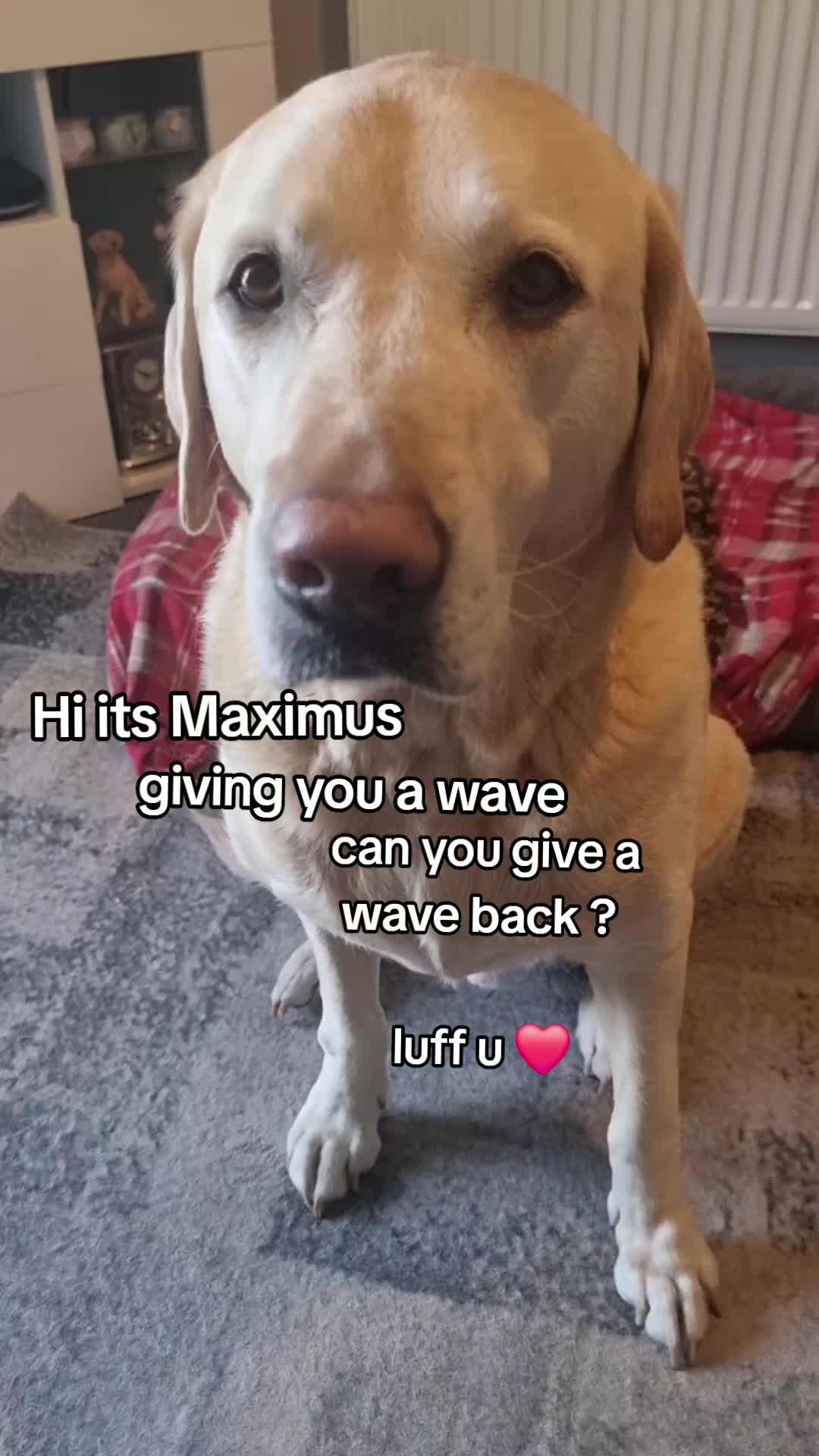 @🐾🐶maximus🐶🐾