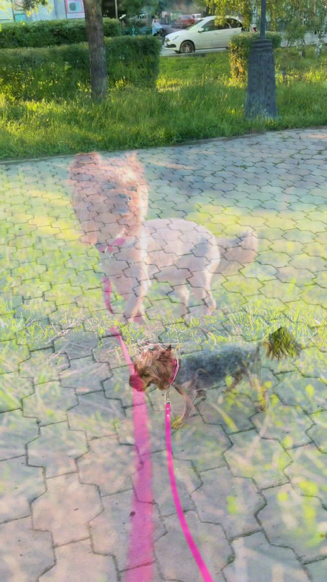 @Собака Евик🐾