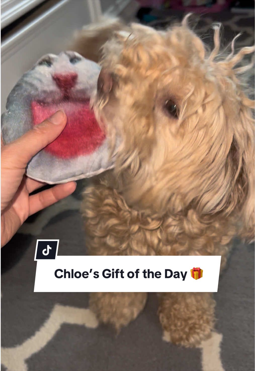 @ChloeCaboodleDoodle