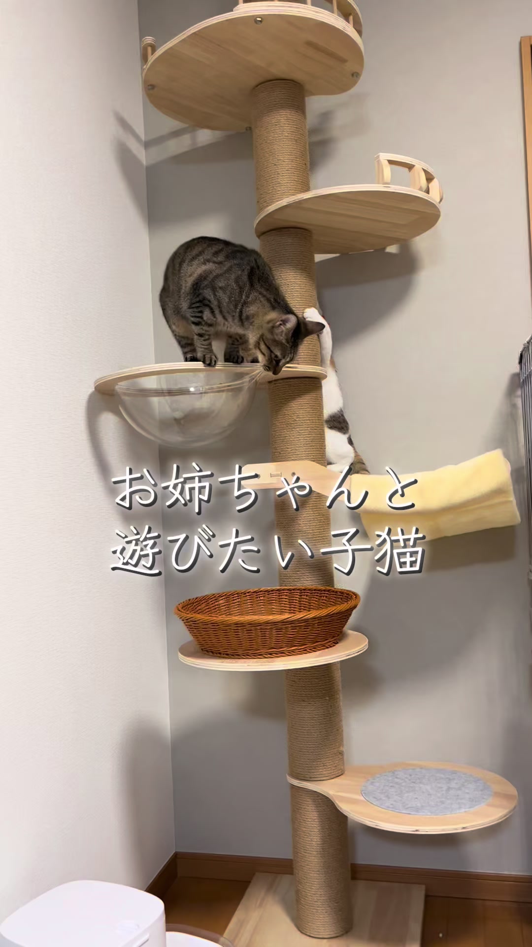 @ふくらんうみ🍶
