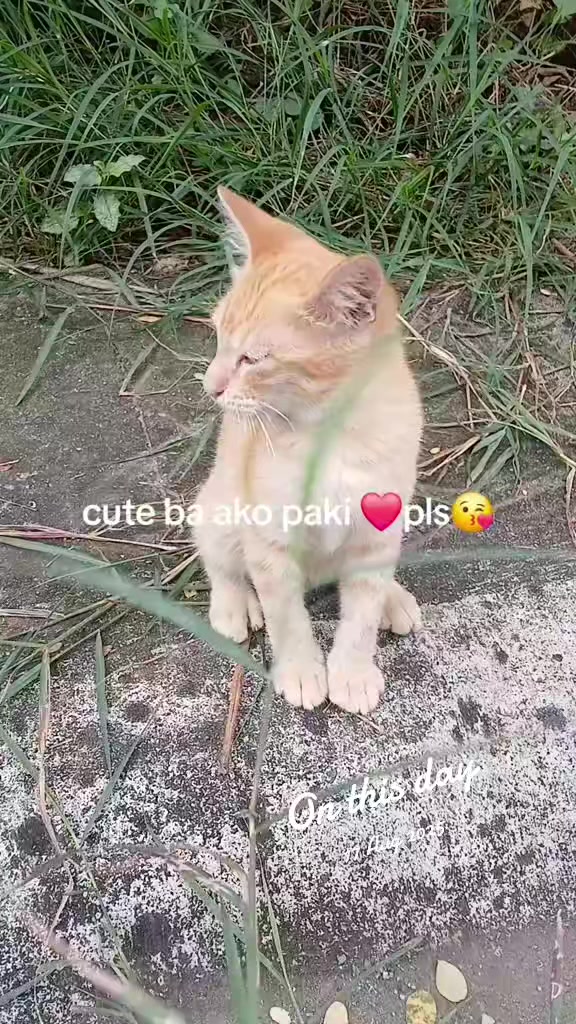@renantepet
