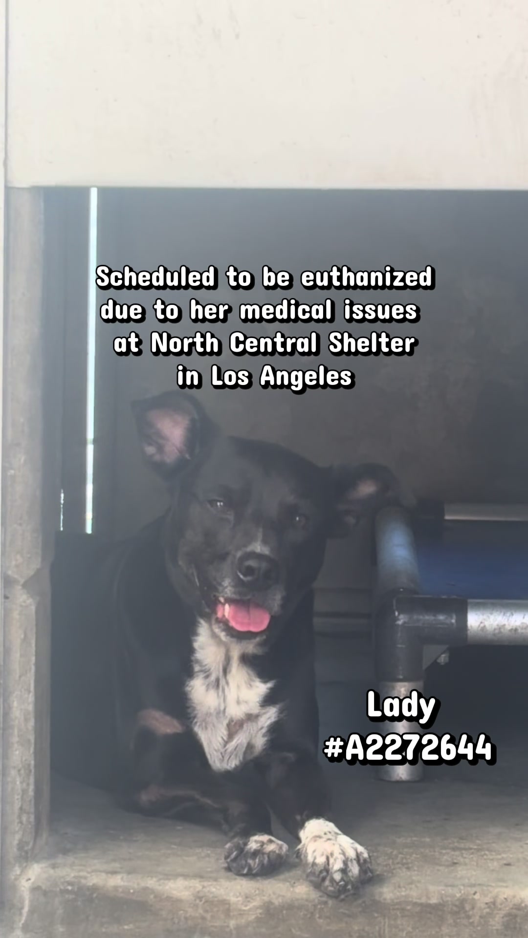@Laurgentdogs