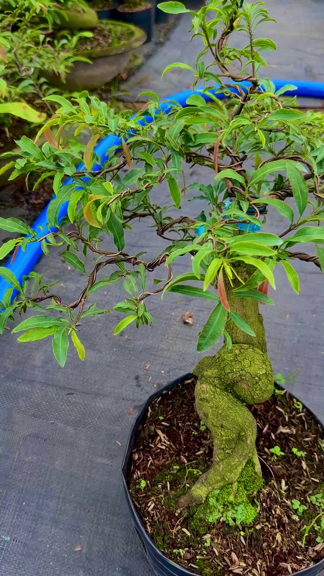 @Hồng Tr&uacute;c Mai V&agrave;ng