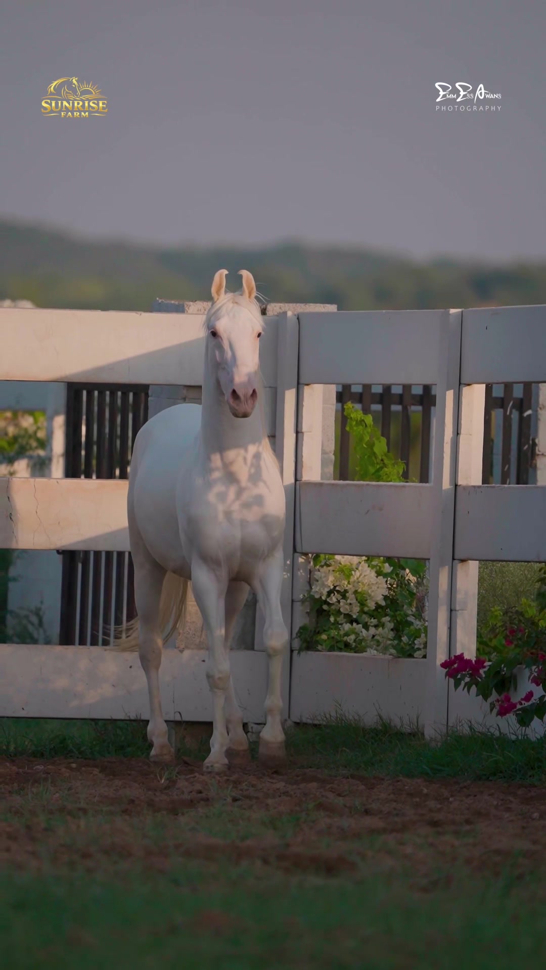 @SUNRISE STUD FARMS RAWALPINDI