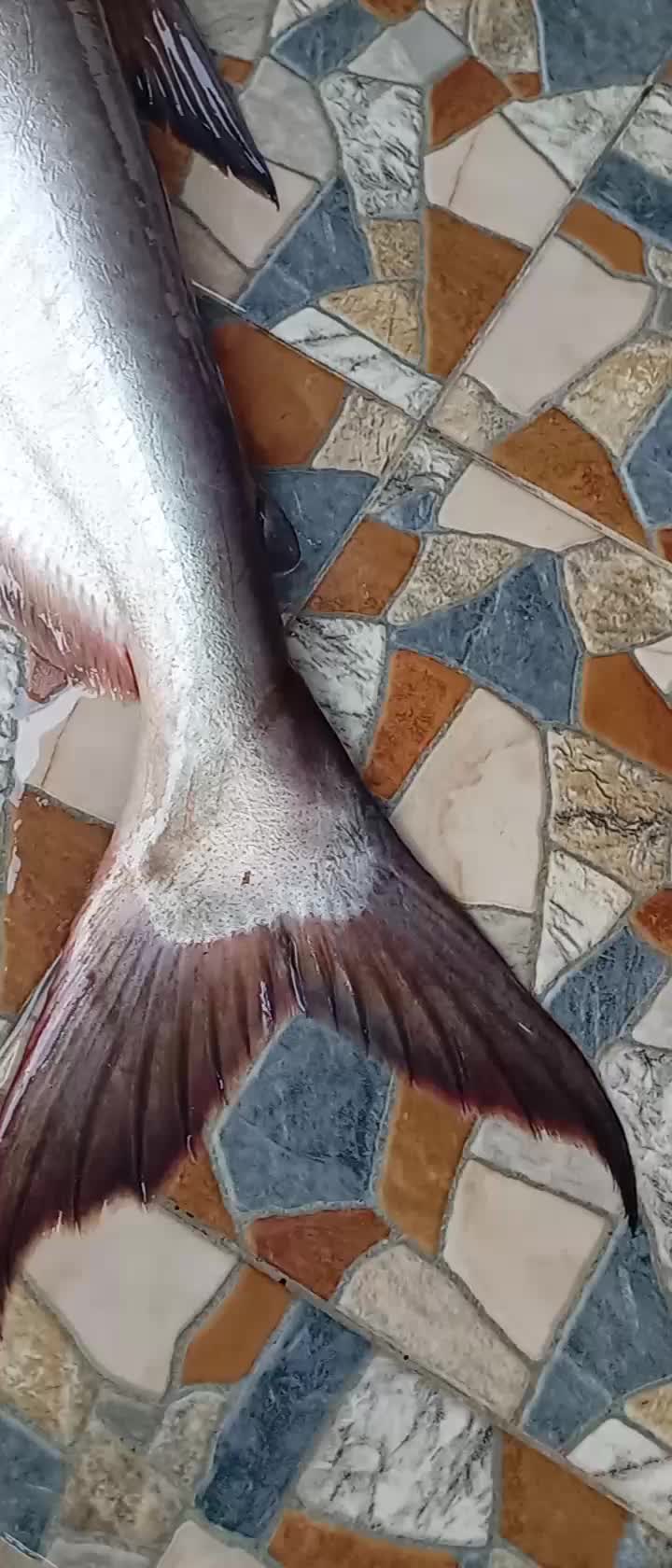 @Toman_Rimba_ll