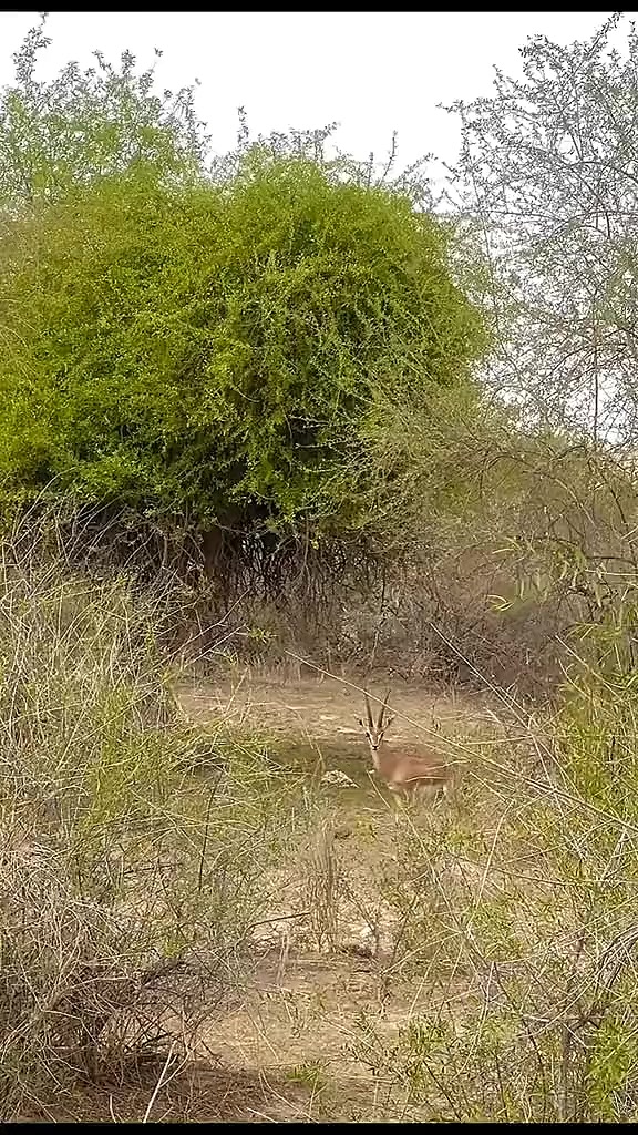 @ابوبکر🌸
