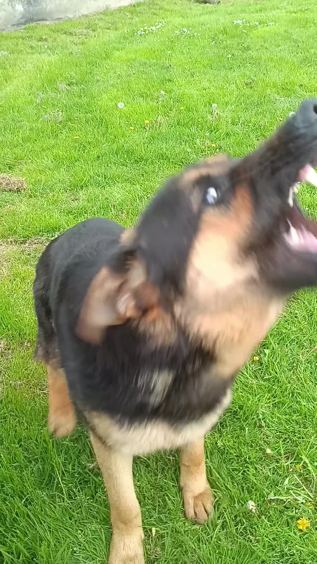 @K9 Working Wolf
