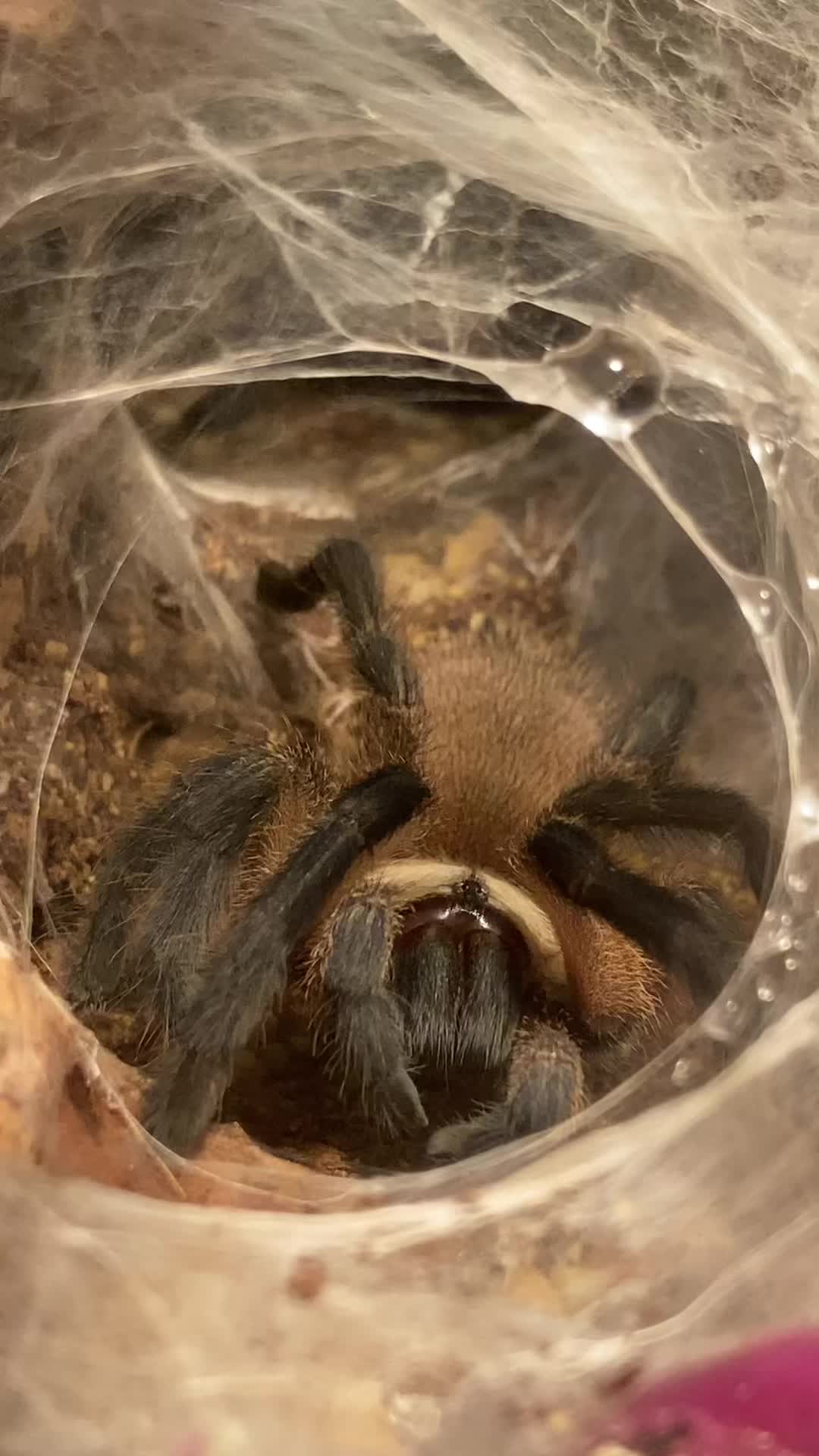 @🕷️𝓛𝓪𝓭𝔂𝓢𝓬𝓪𝓻𝓮🕷️
